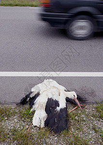 高速公路上死白色白鹤图片