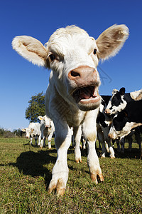 白小牛反刍天空场地皮革牛奶草地农田牧场牛肉奶制品图片