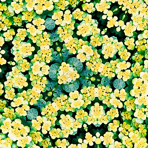 类似于曼达拉的花叶甘蓝显像镜镜像绿色镜子圆圈万花筒康复黄色花瓣冥想反射图片