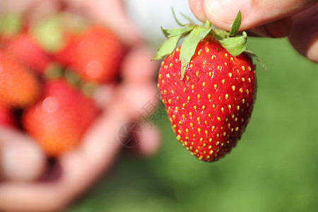 草莓花园小吃白色红色食欲食物饮食养分水果甜点图片