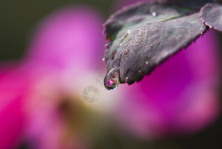 带水滴的叶子反射黄色反思植物花朵玫瑰绿色紫色粉色图片