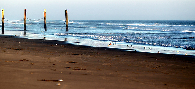 海滩栅栏鸟类海岸冲浪假期晴天蓝色海洋地平线天空孤独图片