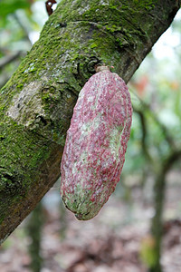 Cacao种植园绿色树干热带种子植物叶子水果森林可可棕色图片