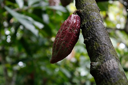 Cacao种植园森林植物营养绿色树干热带植物学农场叶子可可图片