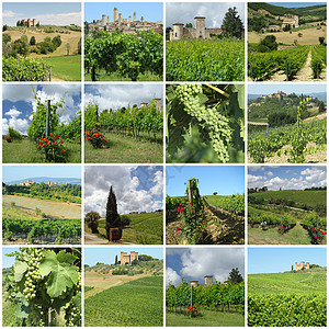 与意大利 欧洲图斯卡农村的绿葡萄园相拼图片