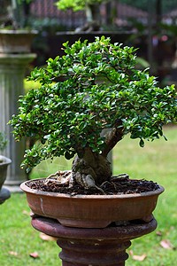 绿草背景的长相枝条叶子园艺宏观花盆植物生活植物学爱好盆景图片