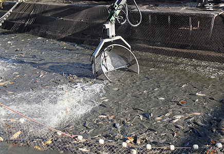 渔业流网生产配种孵化场动物鲤鱼挖掘机外壳钓鱼池塘图片