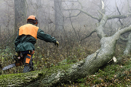 伐木木材工作力量成年人链锯日志樵夫薄雾林业安全男人图片