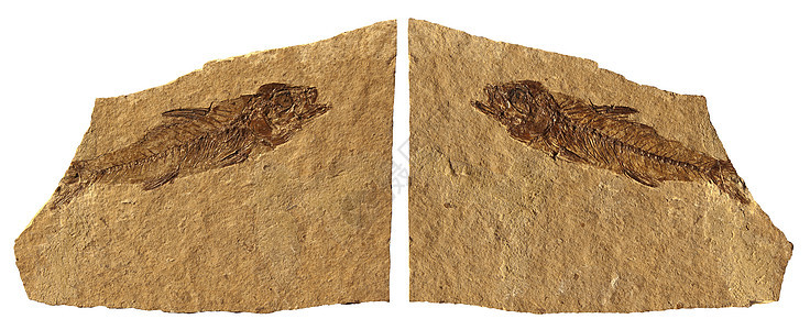 化石鱼动物学石灰石石头时间灭绝矿物海洋考古学烙印科学图片