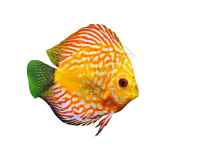 青年音乐会热带科鱼水族馆宠物曲线红色玻璃动物游泳图片