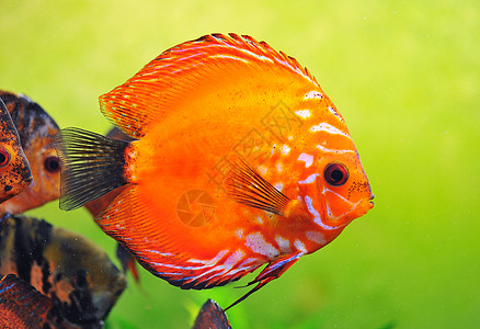 铁饼动物曲线热带游泳水族馆玻璃宠物科鱼红色图片