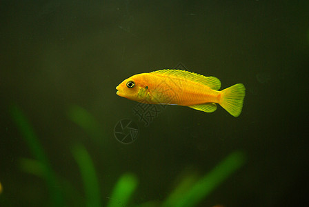 契利德语Name热带野生动物鱼缸植物橙子游泳者爱好荒野宠物游泳图片