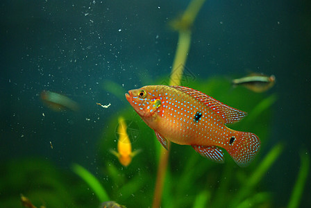 血缘病植物水族馆游泳荒野游泳者热带尾巴宠物爱好科鱼图片