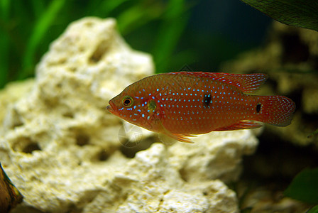 血缘病热带水族馆爱好荒野尾巴条纹宠物游泳者科鱼植物图片