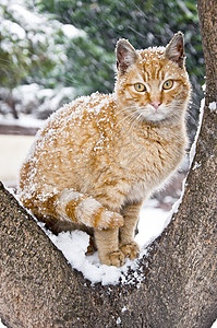 雪中无家可归的可爱猫图片