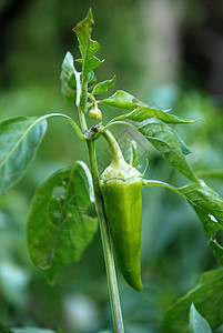 辣椒粉沙拉胡椒水果饮食生长辣椒花园蔬菜植物芳香图片