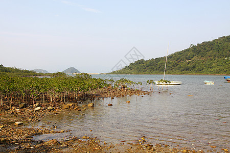 香港沿海岸的湿地旅游公园中心池塘野生动物植物荒野环境天空森林图片