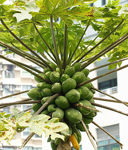 木薯树叶子农场木瓜蓝色食物植物树梢异国营养假期图片