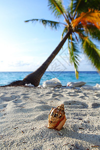 沙壳上 有贝壳热带蓝色海岸海洋旅游动物星星海滩天堂生活图片