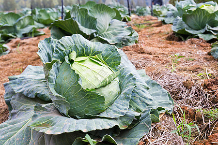 果菜田植物地球蔬菜土地食物美食水滴叶子园艺营养图片