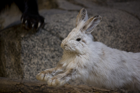 白野兔猎物捕食者跳跃跑步荒野白色背景图片
