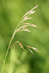 草籽宏观收成生活库存环境植被植物粮食季节生长图片