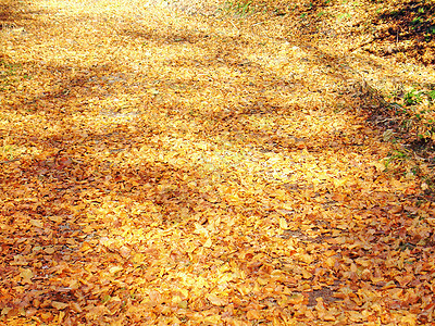 秋季森林树叶场景圆形木头公园季节棕色红色橙子图片