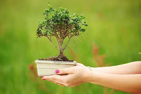 盆骨和碗植物土壤枝条园艺叶子植物学生长盆栽植物群爱好图片