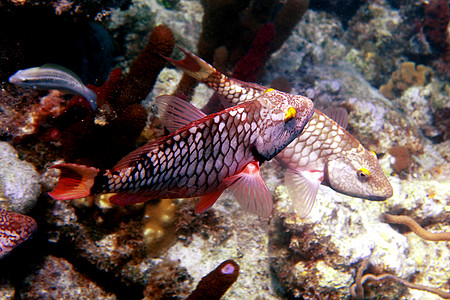 鱼卡通热带热带鱼类橙子海洋黄色岩石尾巴黑色背景