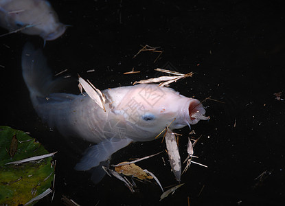 科伊白色鲤鱼池塘金鱼动物游泳图片