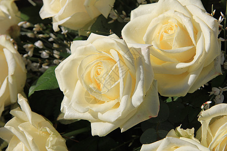大白玫瑰花玫瑰植物群水滴植物绿色花瓣花束植物学花朵雨滴图片