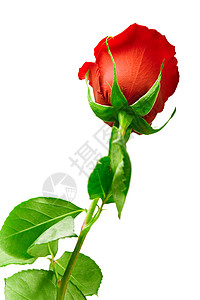 玫瑰花朵生日花瓣礼物纪念日花束欲望叶子玫瑰庆典宏观图片