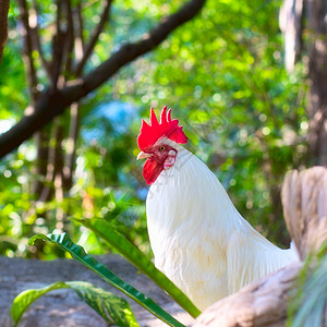 白色公鸡男性夫妻农业母鸡翅膀脖子家禽正方形农场犯规图片