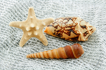 渔网上的彩色海壳海星和扇贝海岸线热带旅行团体阳光收藏锥体太阳生活螺旋图片