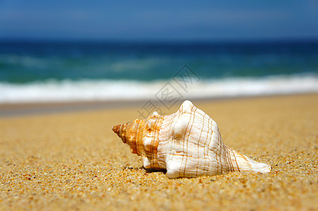 贝壳蓝色旅行天堂海景季节海岸珊瑚贝类热带支撑图片
