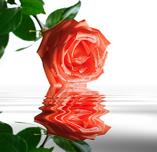 美丽的红玫瑰脆弱性女性皮肤植物热情树叶玫瑰浪漫温泉植物学图片