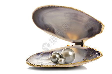 纯白本底的贝壳中美丽的珍珠宏观奢华海洋反射软体牡蛎扇贝动物天堂团体图片