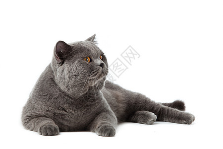 白色背景的英国短发猫晶须脊椎动物毛皮动物小猫橙子猫科宠物哺乳动物警报图片
