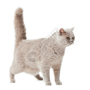 白色背景的英国短头发猫 英国猫被孤立哺乳动物眼睛警报猫咪宠物橙子小猫动物短发毛皮图片