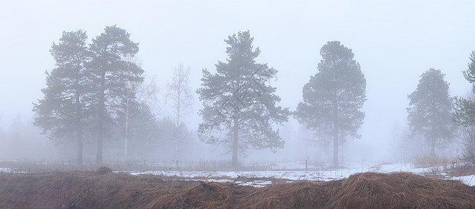 浓雾黑暗天气薄雾魔法森林恶梦旅行树木季节阴影图片