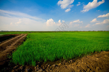 稻草环境蓝色天空粮食季节食物国家农田土地场地图片