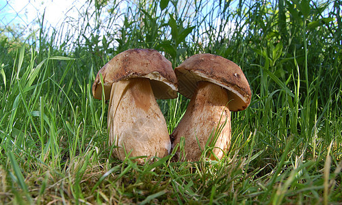 新鲜蘑菇收获食物蔬菜苔藓荒野饮食常委蕨类菌类帽子图片