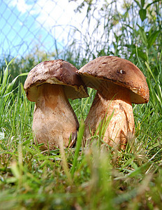 新鲜蘑菇季节蕨类帽子泥炭森林菌类苔藓荒野饮食常委图片