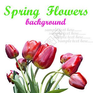 郁金香之春工作室花瓣植物幸福生日季节叶子礼物花束假期图片