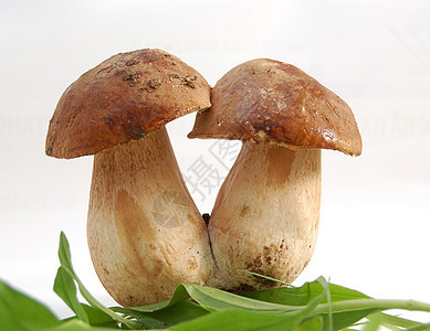 新鲜蘑菇收获荒野菌类蕨类饮食苔藓泥炭帽子食物常委图片