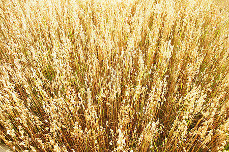 Oats 油田植物群农村燕麦培育粮食植物面粉稻草收成谷物图片