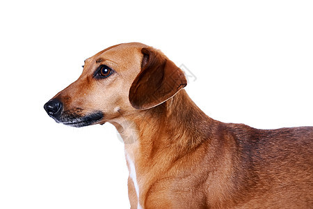 红色沙丘的肖像头发动物脊椎动物生物猎犬犬类鼻子小狗朋友棕色图片