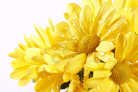 黄菊花花束植物萼片花朵假期雏菊礼物花瓣园艺生日图片