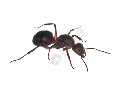 蚂蚁大力士宏观害虫动物社会天线照片侵略黑色动物群图片