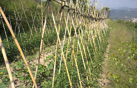 农业农村种植园植物土壤食物生物土地收成水果农场图片